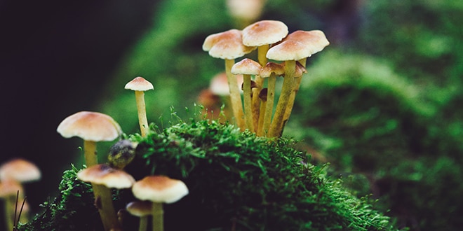 Mushrooms are secure-by-design