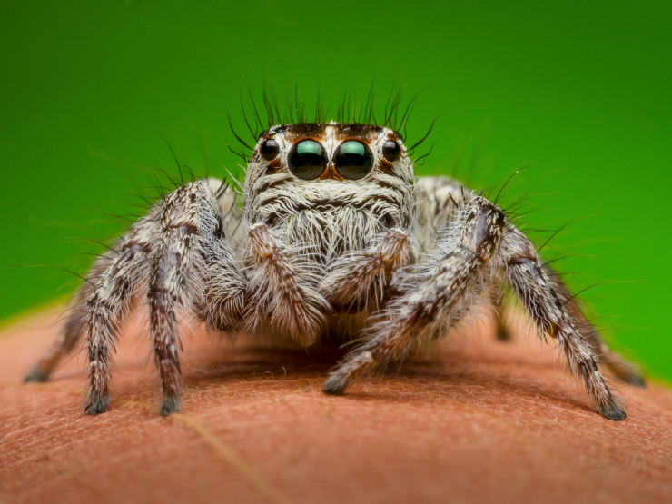A jumping spider