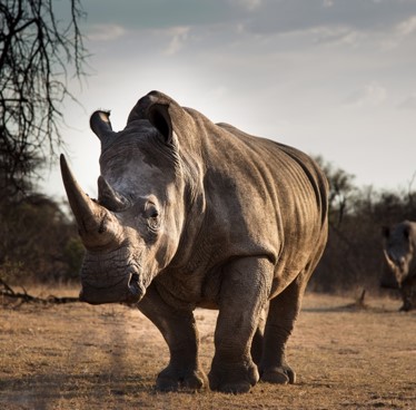 Rhino standing